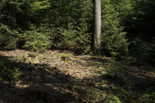 Flechtwerk Verflechtung Landart im AHrdwald Opfikon