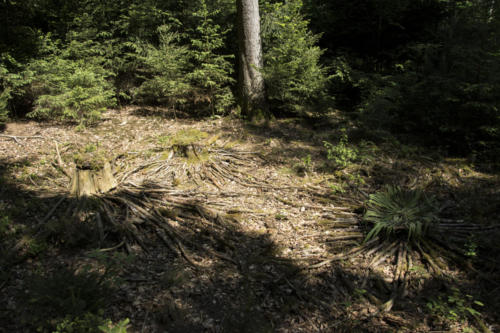 Flechtwerk Verflechtung Landart im AHrdwald Opfikon